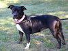 Merlot - Photo 8