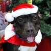 Merlot - Photo 3
