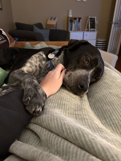 LUCIAN - Australian Cattle Dog/Blue Heeler available for adoption