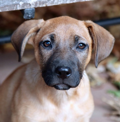 picture of the dog needing adoption