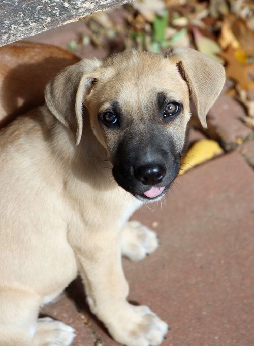picture of the dog needing adoption