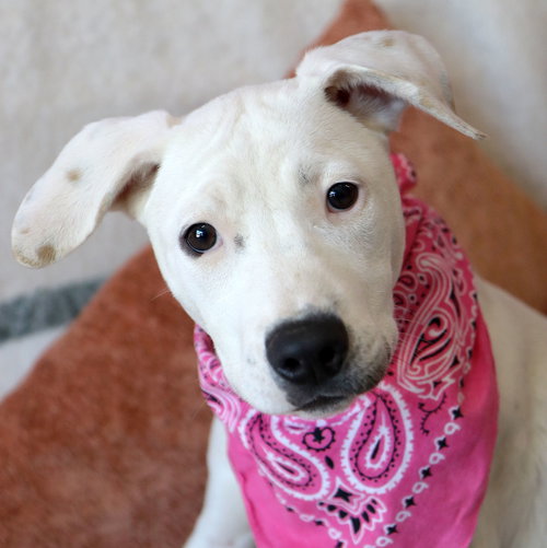 picture of the dog needing adoption