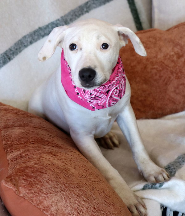 Aries *CL*