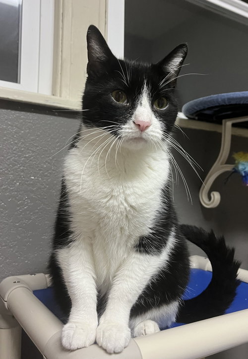 picture of the cat needing adoption