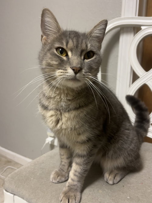picture of the cat needing adoption