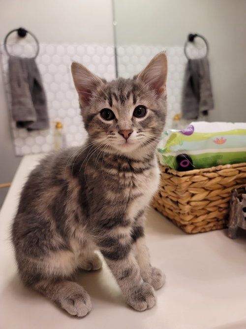 picture of the cat needing adoption