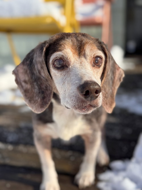 picture of the dog needing adoption