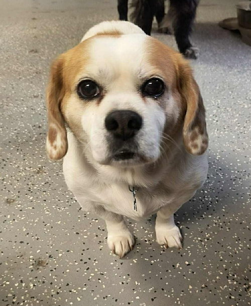 picture of the dog needing adoption