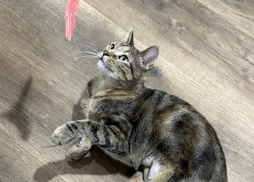 picture of the cat needing adoption
