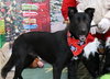 Jovie - Photo 2