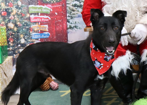 JOVIE - Border Collie / Shepherd available for adoption
