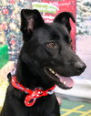 Jovie - Photo 4