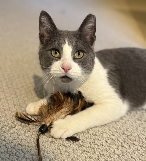 picture of the cat needing adoption