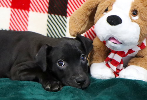 picture of the dog needing adoption