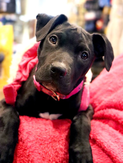 EMMYLOU - Labrador Retriever / Terrier available for adoption
