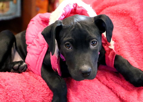 EMMYLOU - Labrador Retriever / Terrier available for adoption