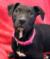 Emmylou - Photo 6