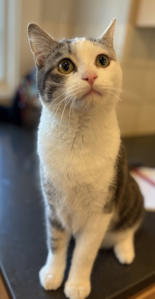 picture of the cat needing adoption