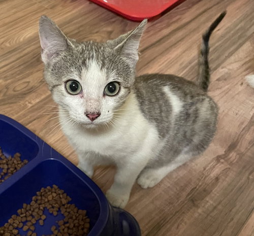 picture of the cat needing adoption