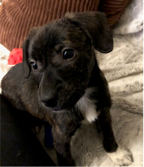 picture of the dog needing adoption