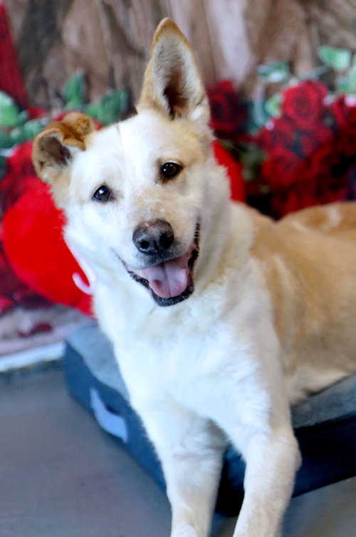 Georgia, an adoptable Red Heeler in Raytown, MO