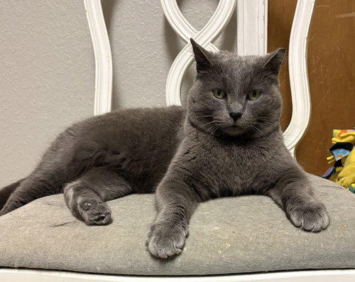 picture of the cat needing adoption