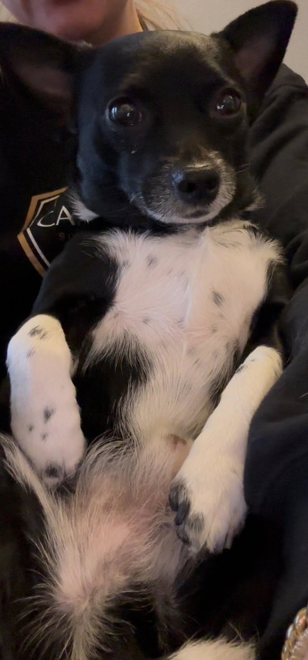 Rex