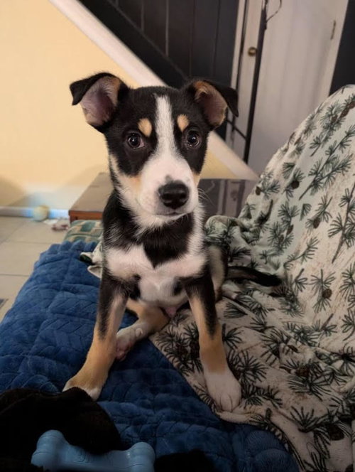 Marty McFly, an adoptable Australian Shepherd in Raytown, MO
