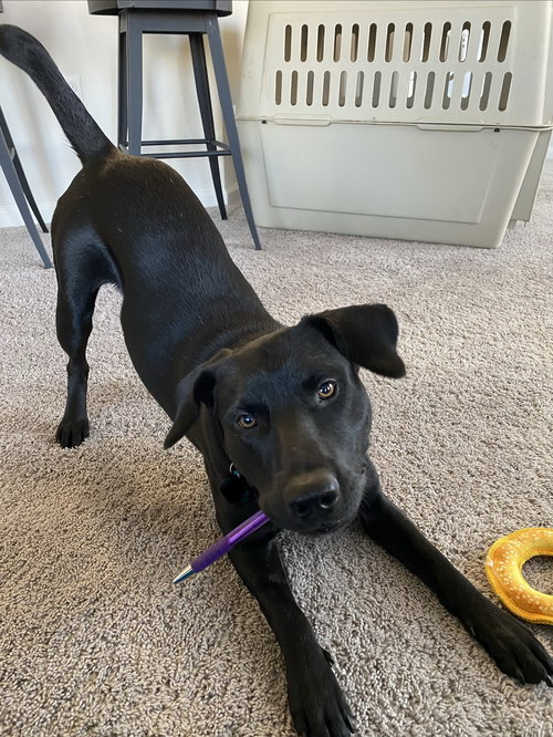 picture of the dog needing adoption