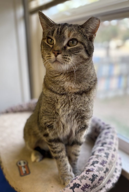 picture of the cat needing adoption