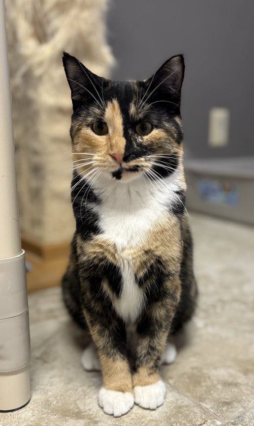 picture of the cat needing adoption