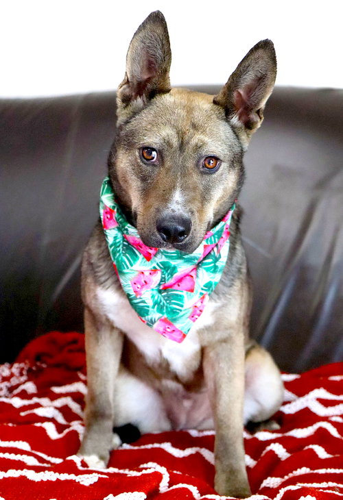 Jessica Rabbit, an adoptable Australian Cattle Dog in Raytown, MO