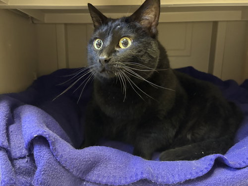 Vale, an adoptable Domestic Short Hair in Raytown, MO