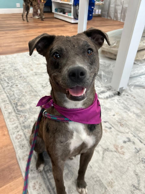 picture of the dog needing adoption
