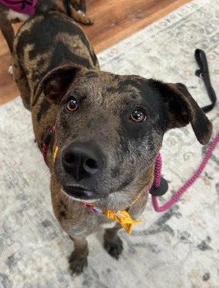DYNASTY *CL* - Catahoula Leopard Dog available for adoption