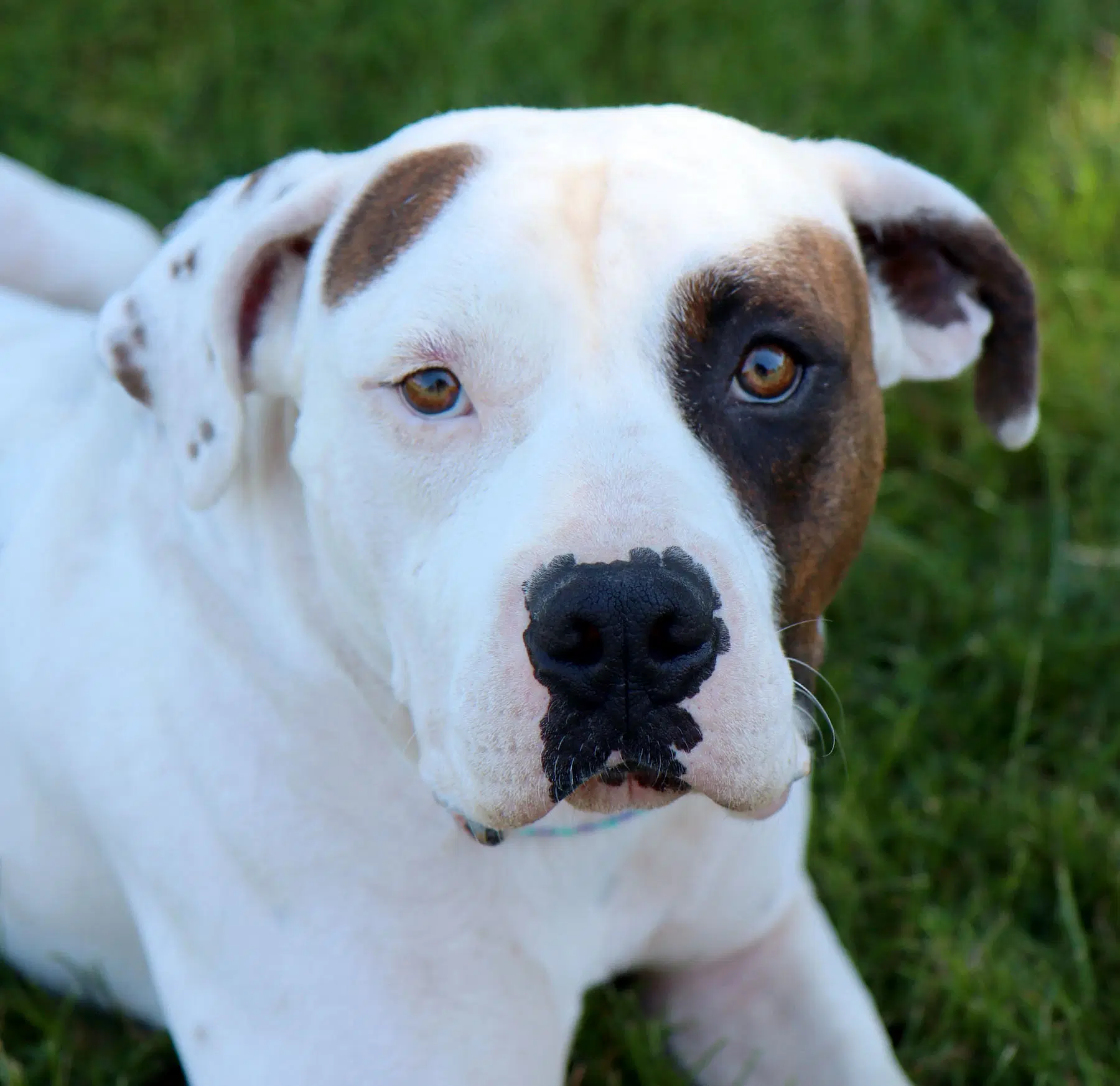 Uno - American Bulldog