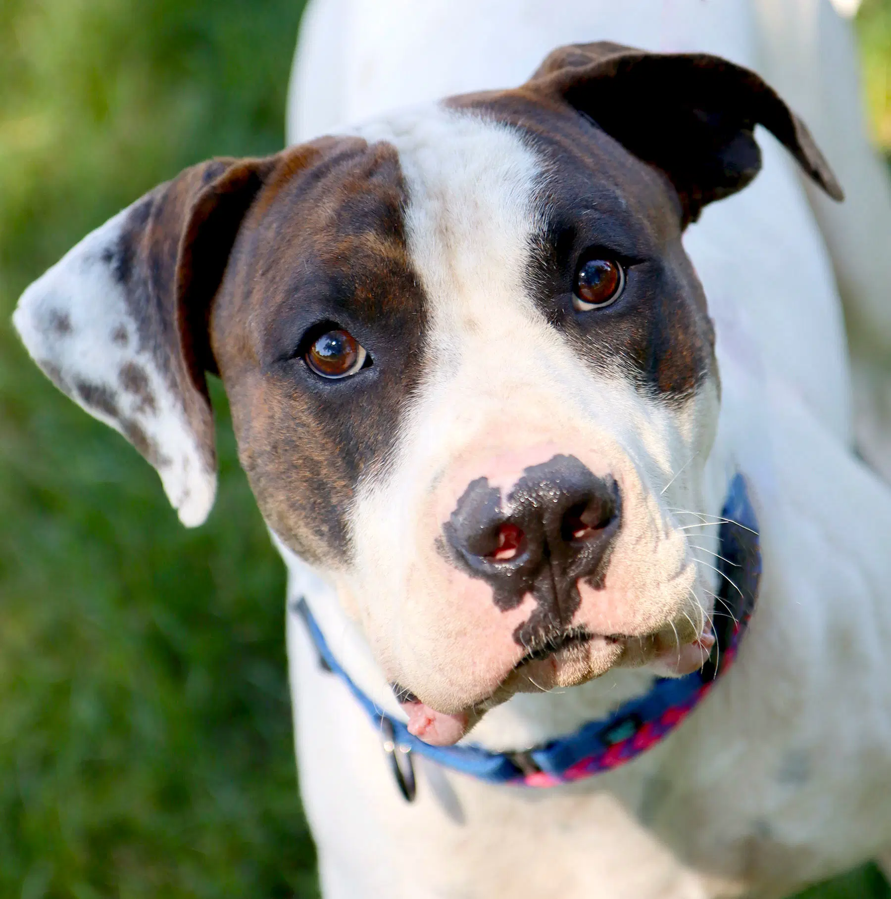 Dos - American Bulldog