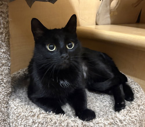 Miranda, an adoptable Domestic Short Hair in Raytown, MO