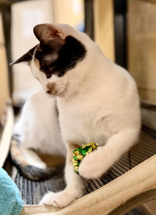 MICHELE - Domestic Short Hair for adoption in Kansas City