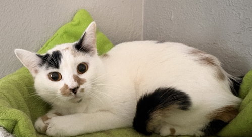 S'mores Bar, an adoptable Domestic Short Hair in Raytown, MO