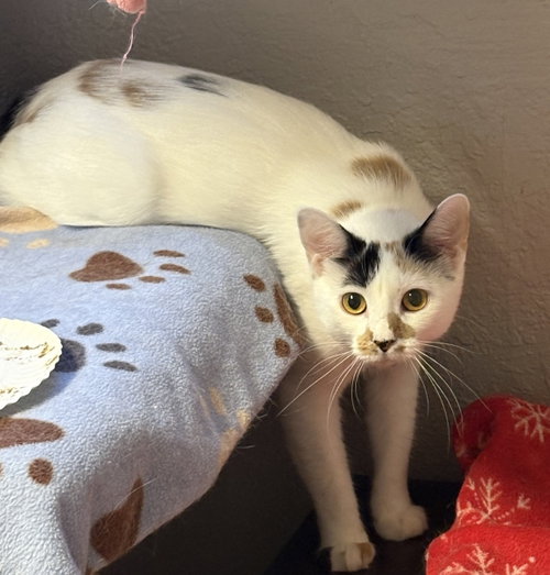 S'mores Bar, a cat for adoption from The Animal Rescue Alliance
