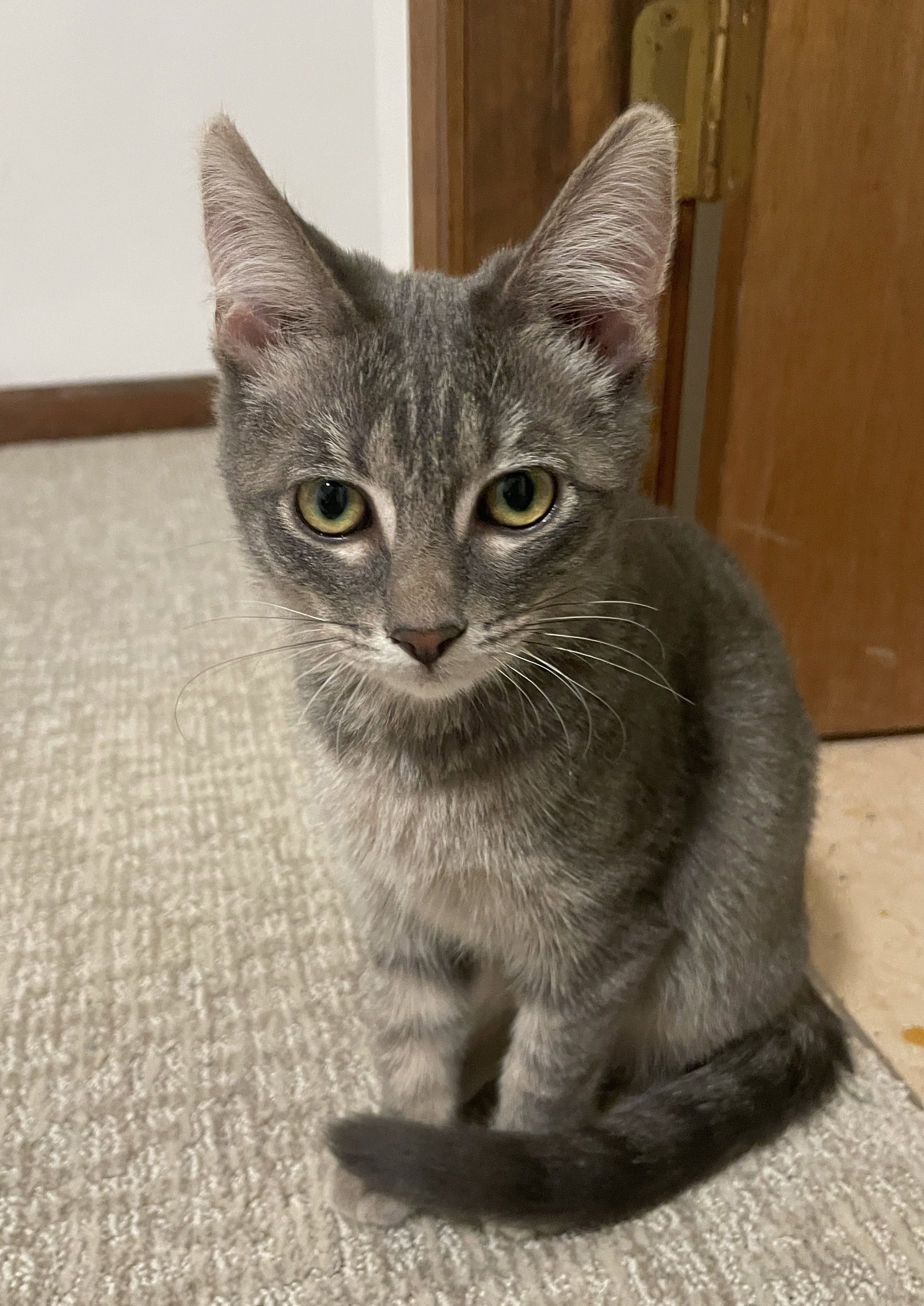 Claude aka Scratchy