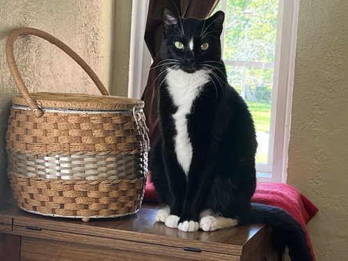 Dude, an adoptable Domestic Short Hair in Raytown, MO