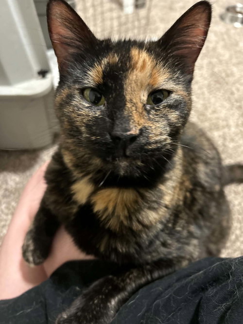 Nora *CL*, an adoptable Tortoiseshell in Raytown, MO