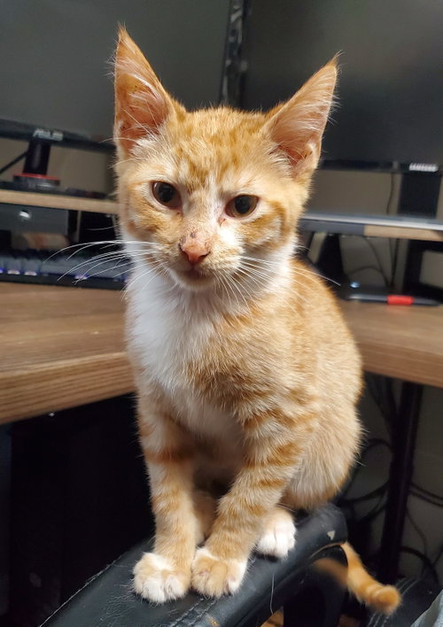 KP, an adoptable Domestic Short Hair in Raytown, MO