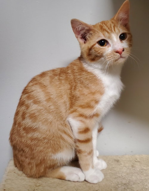 Ollie, a cat for adoption from The Animal Rescue Alliance
