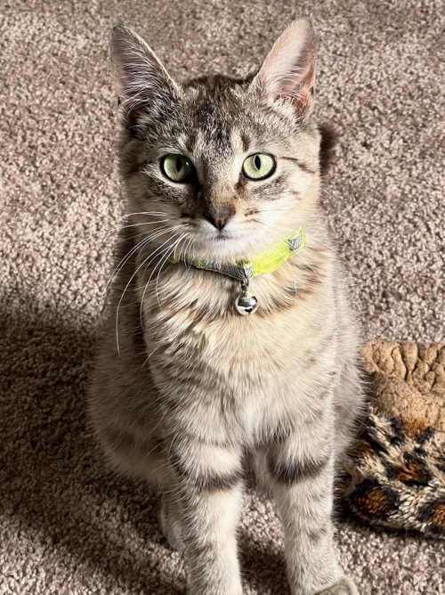 Lyla