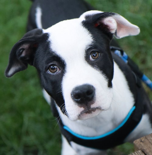 Ginny, an adoptable Labrador Retriever in Raytown, MO