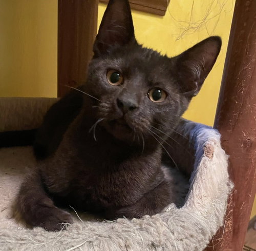 ROCKY - Domestic Short Hair available for adoption
