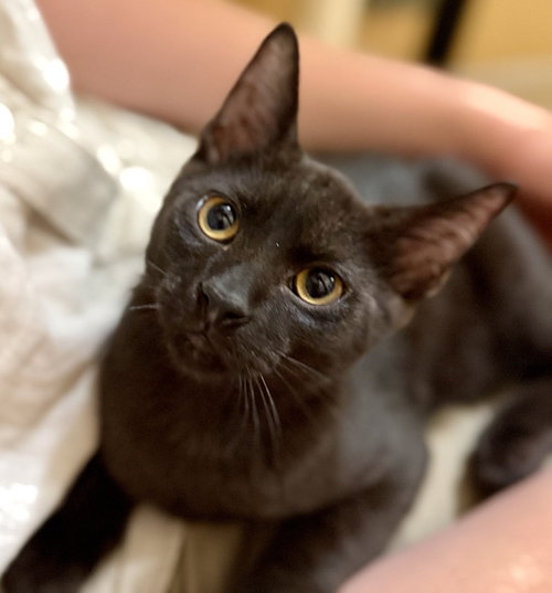ROCKY - Domestic Short Hair for adoption in Kansas City